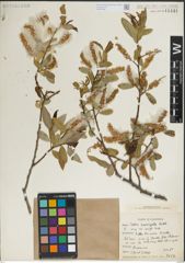 Foto von Salix laevigata Bebb